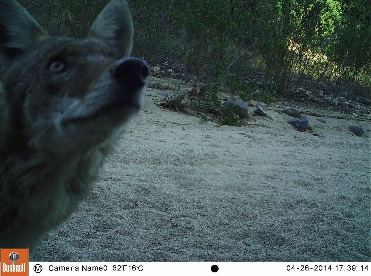 coyote close up